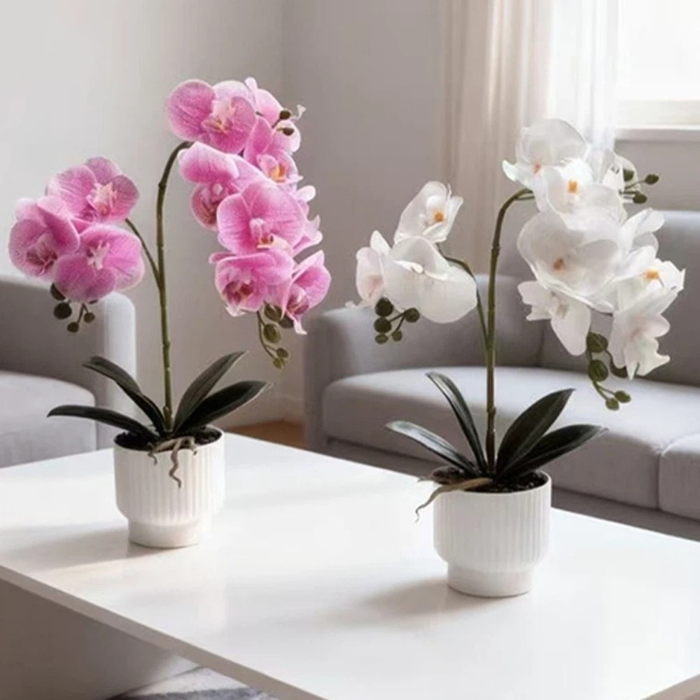 Orchid Phalaenopsis - نبات الأوركيد الاصطناعي متعدد الأزهار مع