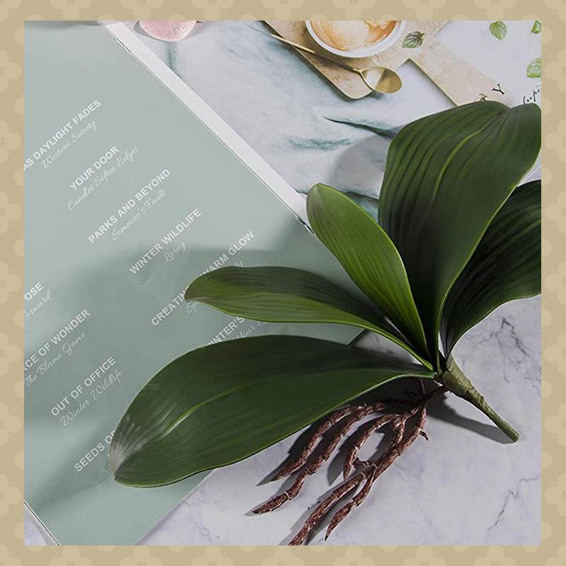 Orchid Phalaenopsis - AB45 بساتين الفاكهة فالاينوبسيس يترك الجذور