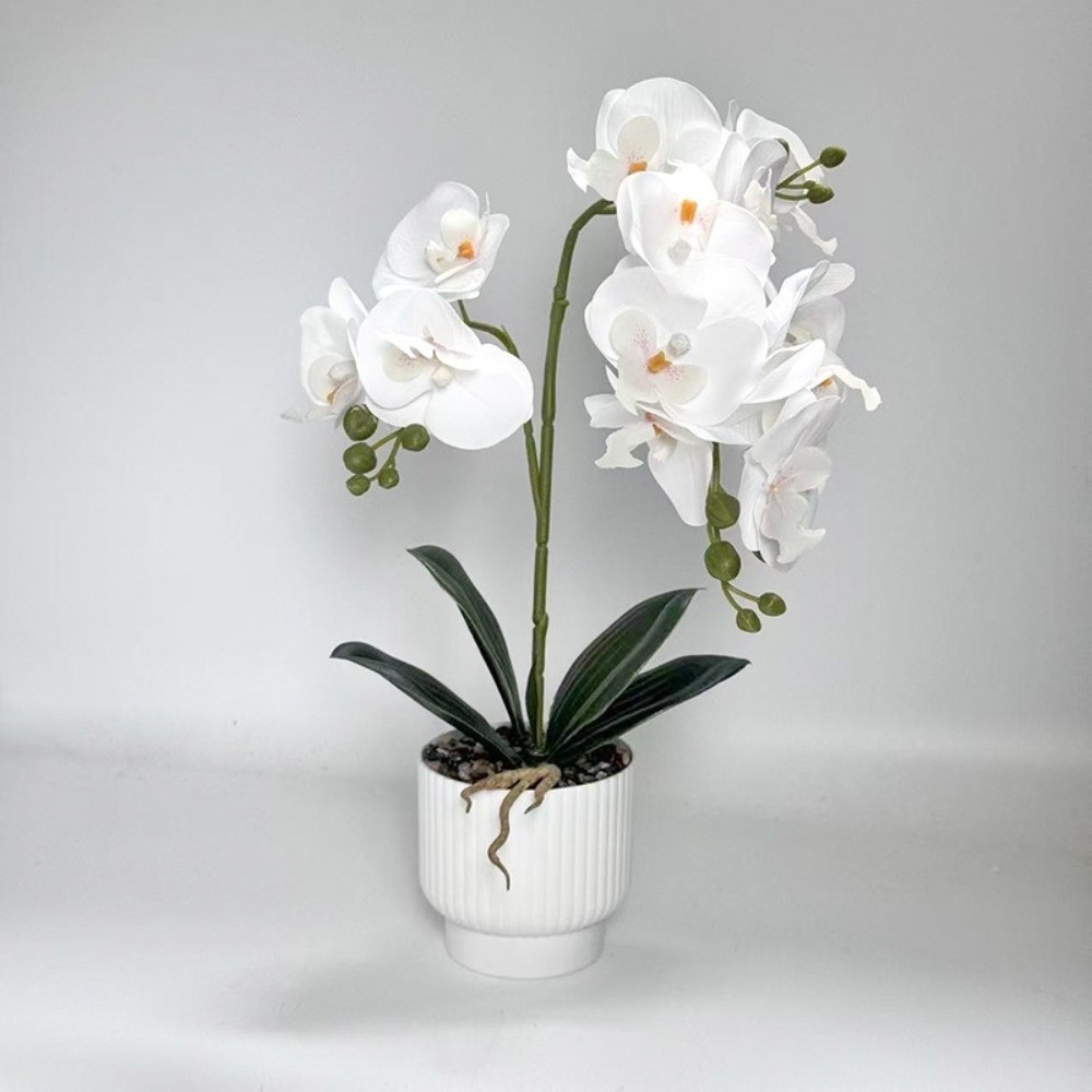 نبات الأوركيد الاصطناعي متعدد  - مراجعة Orchid Phalaenopsis وسعره