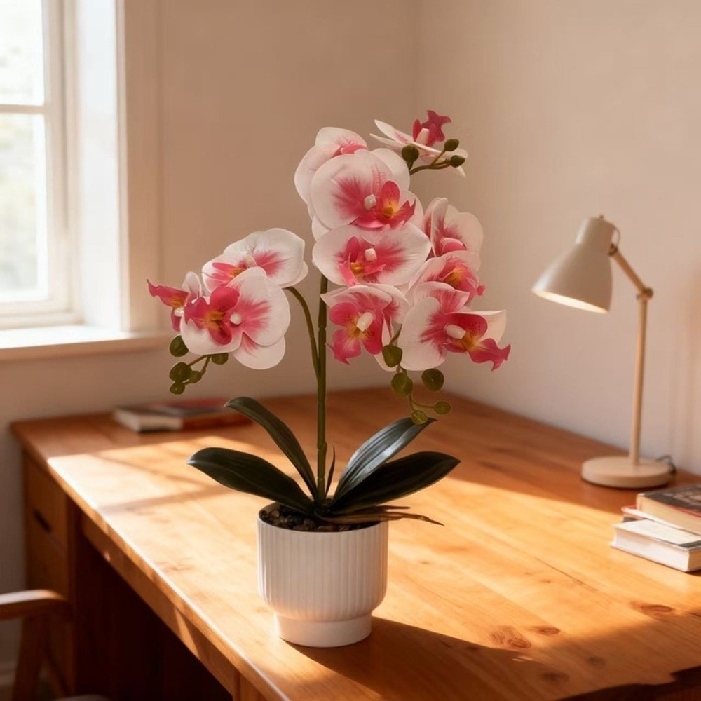 نبات الأوركيد الاصطناعي متعدد  - مراجعة Orchid Phalaenopsis وسعره