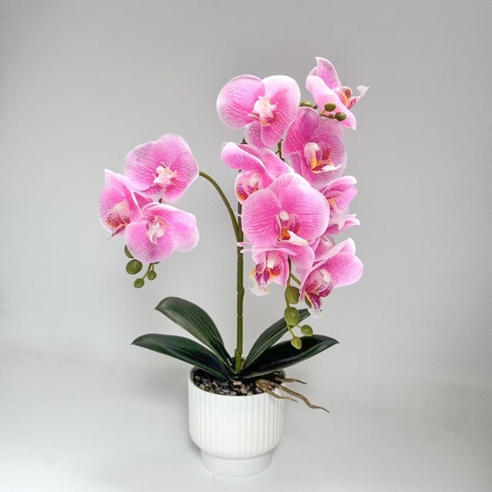 نبات الأوركيد الاصطناعي متعدد  - مراجعة Orchid Phalaenopsis وسعره