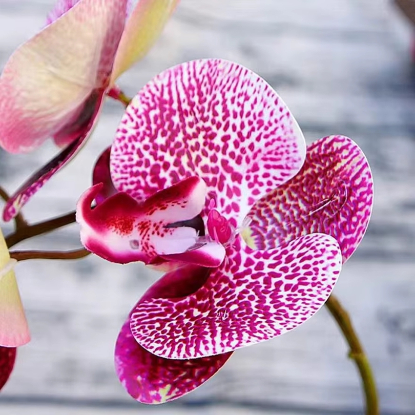 ثلاثية الأبعاد الزهور الاصطناع - مراجعة Orchid Phalaenopsis وسعره