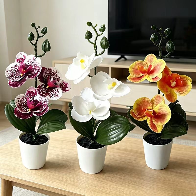 نبتة أوركيد صغيرة في وعاء مع 3 - مراجعة Orchid Phalaenopsis وسعره