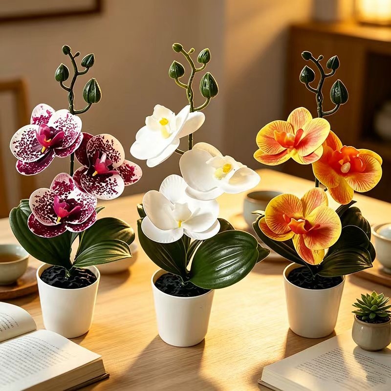 نبتة أوركيد صغيرة في وعاء مع 3 - مراجعة Orchid Phalaenopsis وسعره