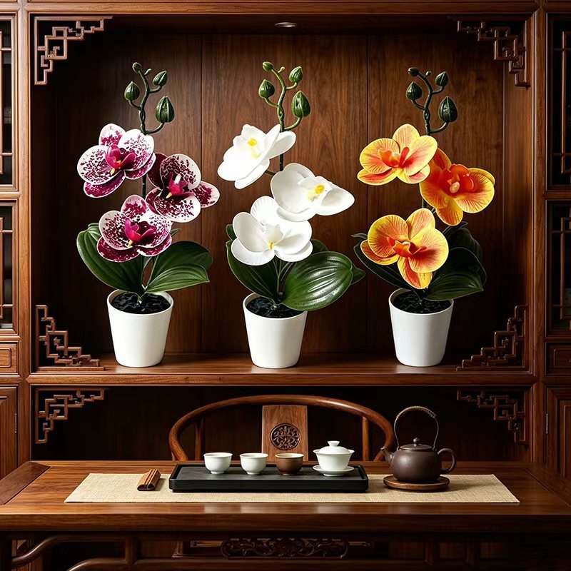 نبتة أوركيد صغيرة في وعاء مع 3 - مراجعة Orchid Phalaenopsis وسعره