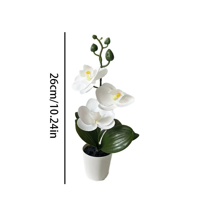 نبتة أوركيد صغيرة في وعاء مع 3 - مراجعة Orchid Phalaenopsis وسعره