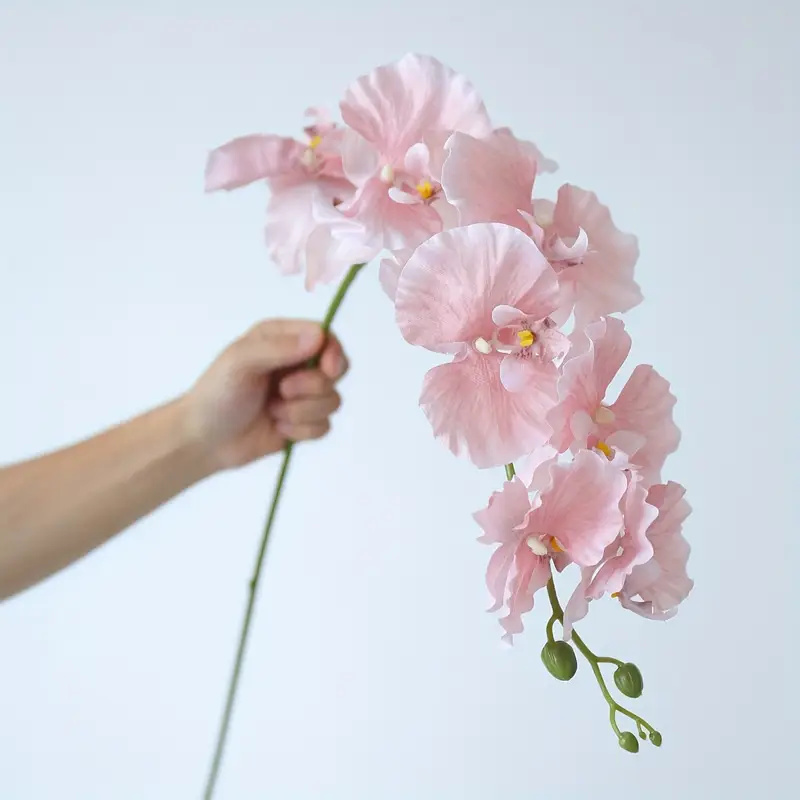 فرع طويل فراشة بساتين الفاكهة  - مراجعة Orchid Phalaenopsis وسعره